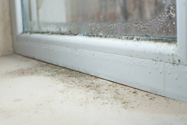 Why You Should Choose Our Mold Remediation Services in Harrisville, PA